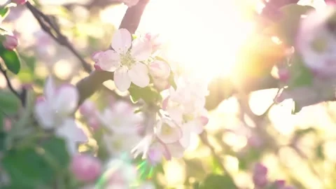 Cherry blossom tree with blue sky Stock Footage 286722968