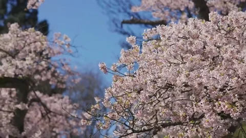 Cherry blossom tree with blue sky Stock Footage 286723220