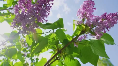 Cherry blossom tree with blue sky Stock Footage 286723349