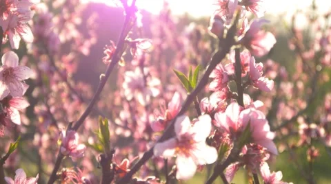 Cherry blossom tree branch 4k flowers spring dolly track japan background sakura Stock Footage