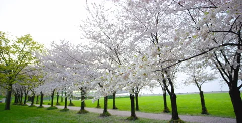 Cherry Blossom tree branch captured with camera movement left Stock Footage 64026361