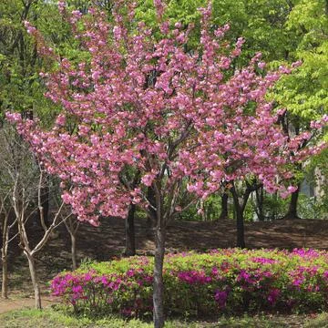 Cherry blossom on tree branch Cherry blossom on tree branch Copyright: xZo... Stock Photos