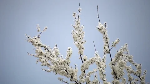 Cherry blossom tree branch 스톡 동영상 73780484