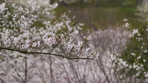 Cherry Blossom Tree branch Stock Footage 137282679