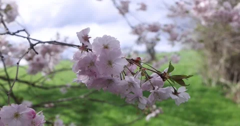 Cherry blossom on a tree branch swaying to wind. Stock Footage 240141384