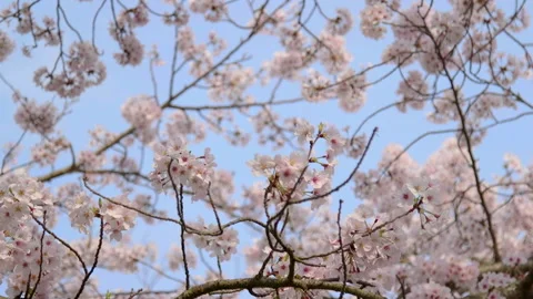 Cherry Blossom Tree branch under the blue sky Stock Footage 137282460
