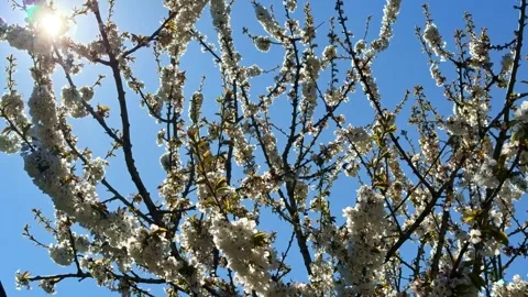 Cherry Blossom Tree Branches Against Blue Sky in Spring Stock Footage 333891931