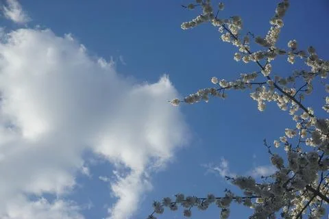 Cherry blossom tree branches, cherry blossoms, blue sky, sunny, clouds Foto stock