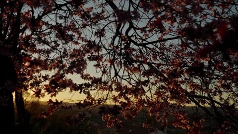 Cherry blossom tree branches framing a golden sunset with a soft sky, evoki.. Stock Footage 335639891