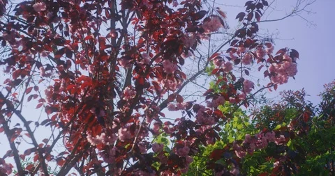 Cherry blossom tree branches, green foliage background, 8K Stock Footage 117159629