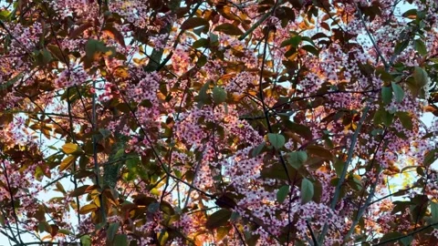 Cherry blossom tree branches with pink flowers in spring season moving in wind Stock Footage 334066689