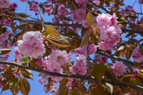 Cherry blossom tree branches with pink flowers against blue sky Stock Photos