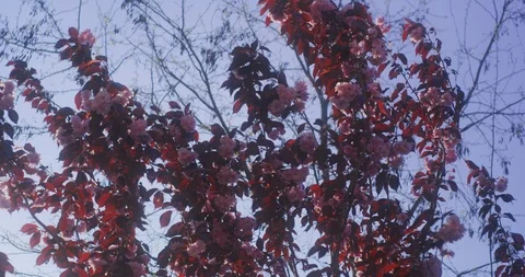 Cherry blossom tree branches, red leaves &amp; pink petals in a breeze, 8K Stock Footage 117159828