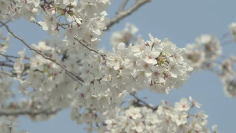 Cherry blossom tree branches shaking in the wind.  Stock Footage 87894366