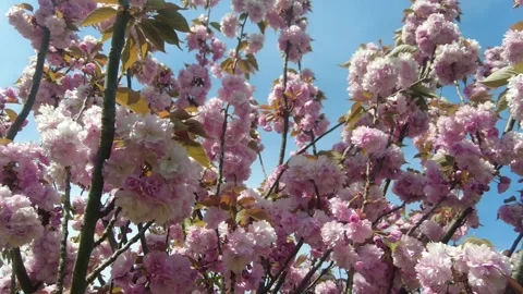 Cherry blossom tree branches with soft pink flowers. Stock Footage 333887952