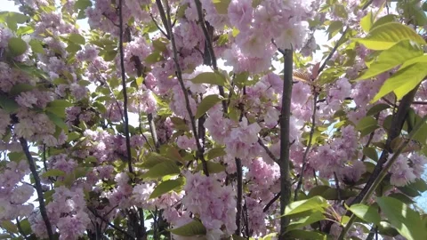 Cherry blossom tree branches with soft pink flowers. Stock Footage 333889893