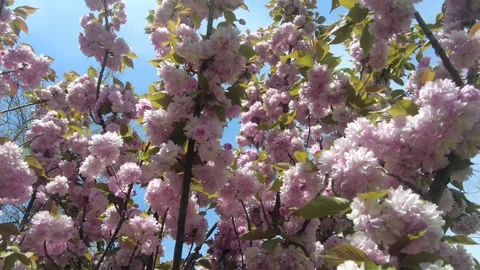 Cherry blossom tree branches with soft pink flowers. Stock Footage 333889903