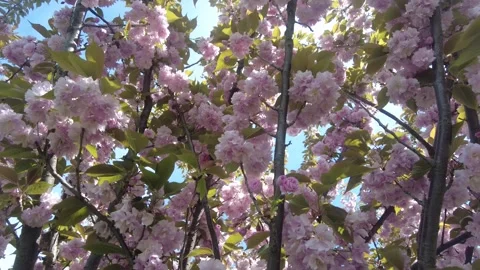 Cherry blossom tree branches with soft pink flowers. Stock Footage 333889957
