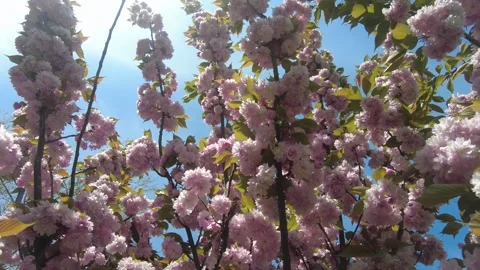 Cherry blossom tree branches with soft pink flowers. Stock Footage 333890155