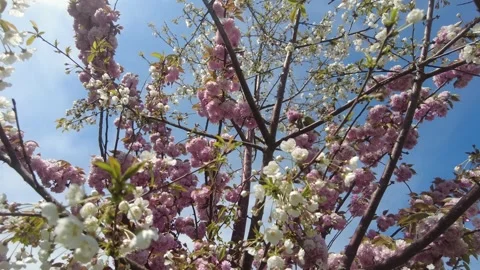 Cherry blossom tree branches with soft pink flowers. Stock Footage 333890183