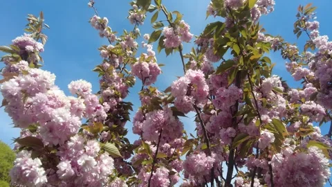 Cherry blossom tree branches with soft pink flowers. Stock Footage 333892435