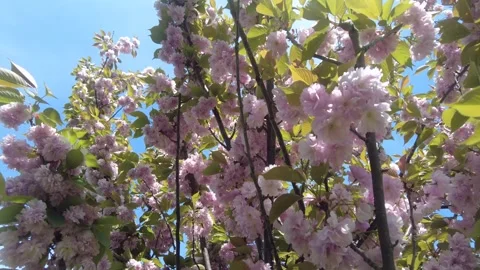 Cherry blossom tree branches with soft pink flowers. Stock Footage 333892543