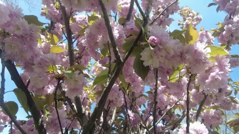 Cherry blossom tree branches with soft pink flowers. Stock Footage 333892642