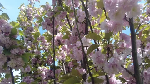Cherry blossom tree branches with soft pink flowers. Stock Footage 333892704