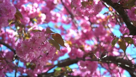 Cherry Blossom Tree in the Breeze Stock Footage 273390031