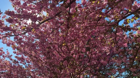 Cherry blossom tree canopy vibrant pink flower filling frame, bright blue sky Video stock 333375330
