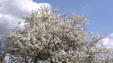 Cherry blossom tree close-up on April clear day. 4K Stock Footage 135430300
