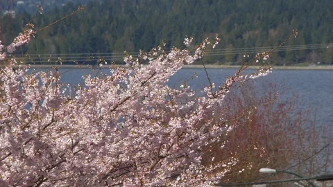 Cherry blossom tree close up Video stock 87998591