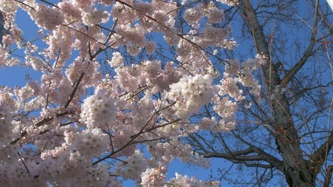 Cherry blossom tree close up Stock Footage 88005364