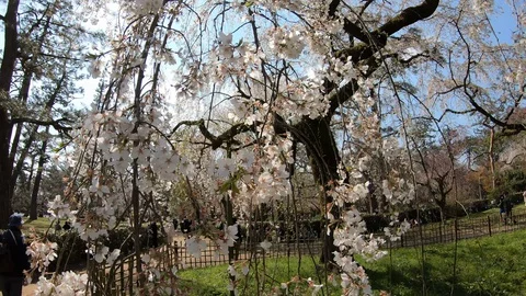 A cherry blossom tree close-up. Stock Footage 128938998