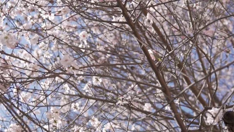 Cherry blossom tree, close-up, slow motion Stock Footage 233816284