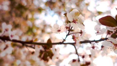 Cherry Blossom Tree Closeup Flowers Waving in Wind Stock Footage 94984988
