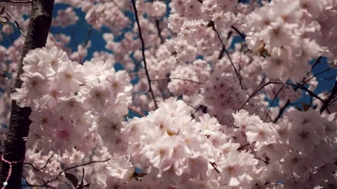 Cherry blossom tree closeup shot at Vienna Stadtpark. Video stock 73898961