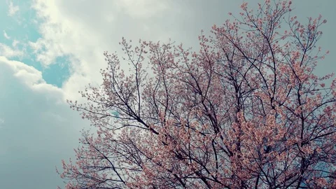 Cherry blossom tree with clouds on blue sky Stock Footage 123566463