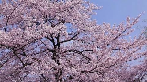 Cherry blossom tree during asian spring Stock Footage 71966921