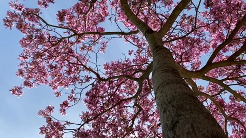 Cherry Blossom Tree During Spring Time Stock Footage 171791814