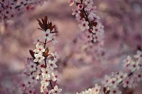 Cherry Blossom Tree Flowers  Spring Bloom Nature Wallpaper Stock Photos