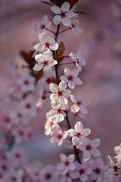 Cherry Blossom Tree Flowers  Spring Bloom Nature Wallpaper Stockfoto's