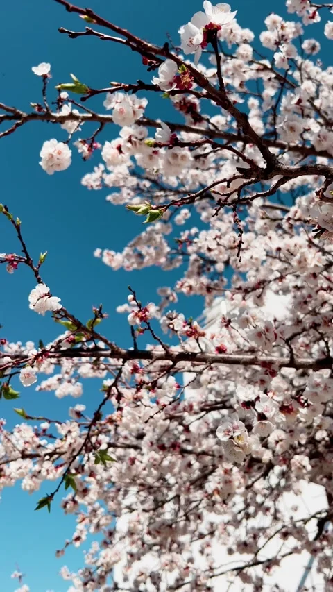 Cherry blossom tree flowers swaying in spring wind Stock Footage 325964657