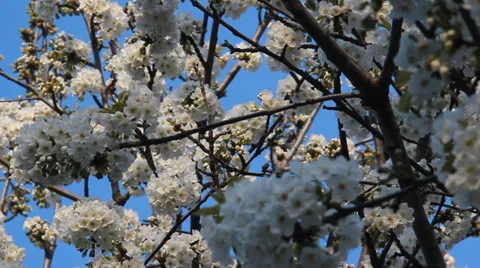 Cherry blossom tree. Stock Footage 36750046