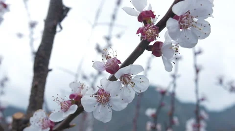 Cherry blossom tree 스톡 동영상 62200464