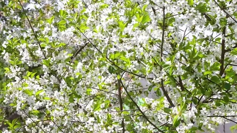 Cherry blossom tree Stock Footage 75055588