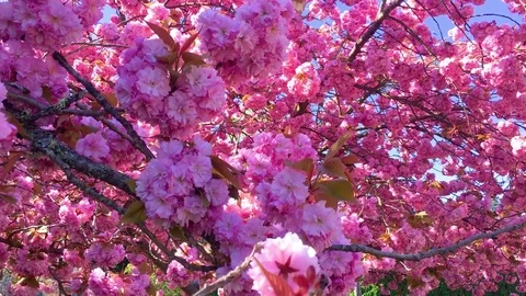 Cherry Blossom Tree Stock Footage 75211581