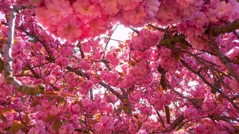 Cherry Blossom Tree Stock Footage 75211673
