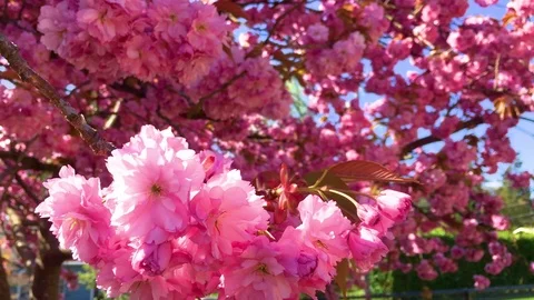 Cherry Blossom Tree Stock Footage 75240154