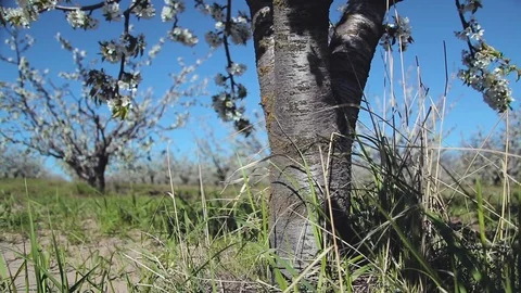 Cherry blossom tree Video stock 75767663